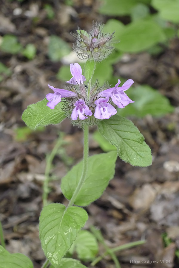 Image of Clinopodium caucasicum specimen.