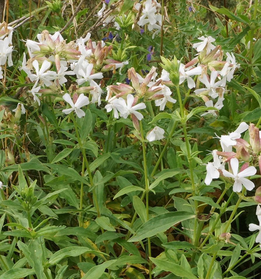 Image of Saponaria officinalis specimen.