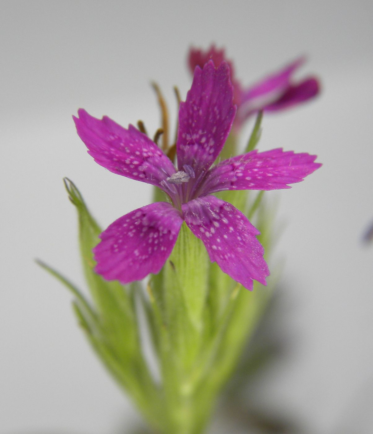 Image of Dianthus armeria specimen.