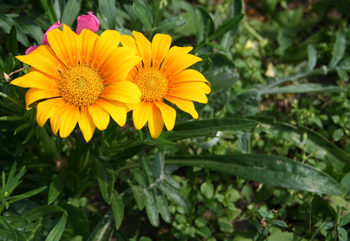 Image of genus Gazania specimen.