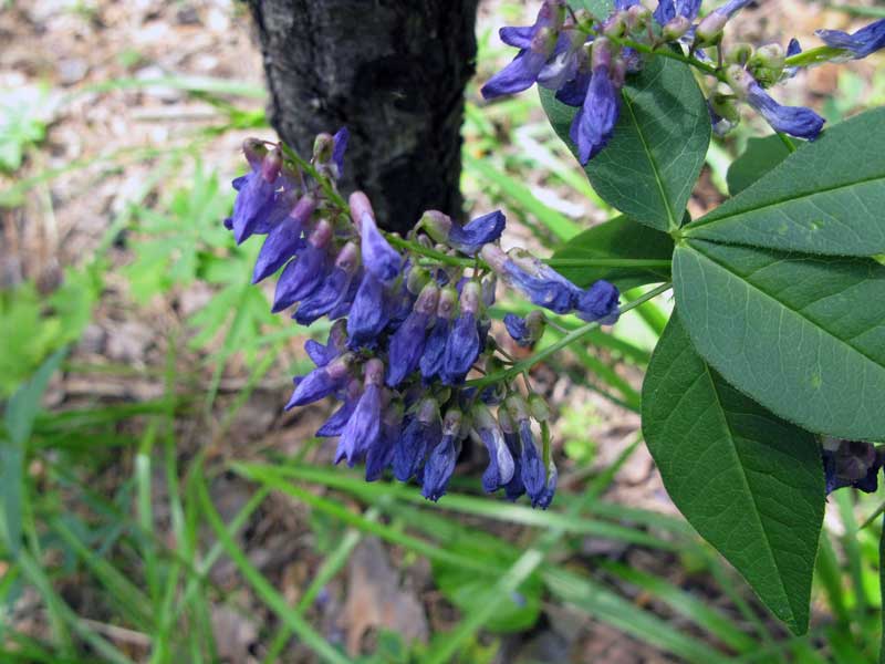 Изображение особи Vicia unijuga.