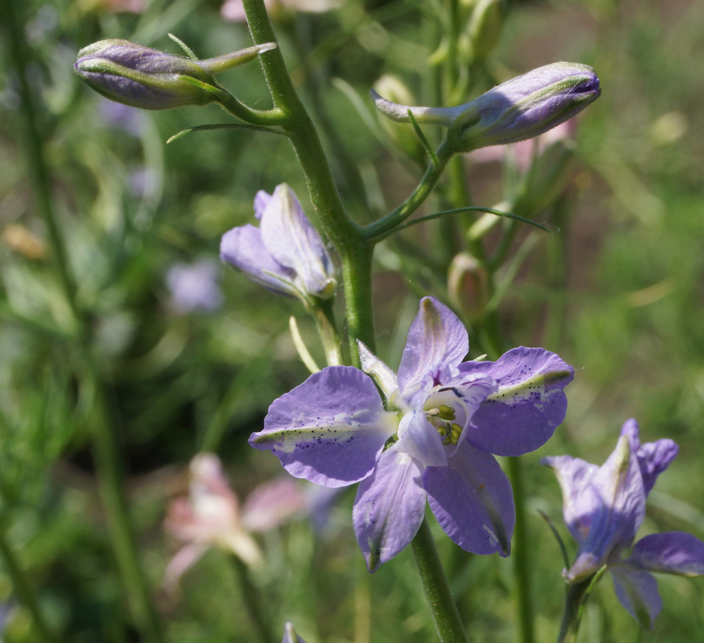 Изображение особи Delphinium ajacis.