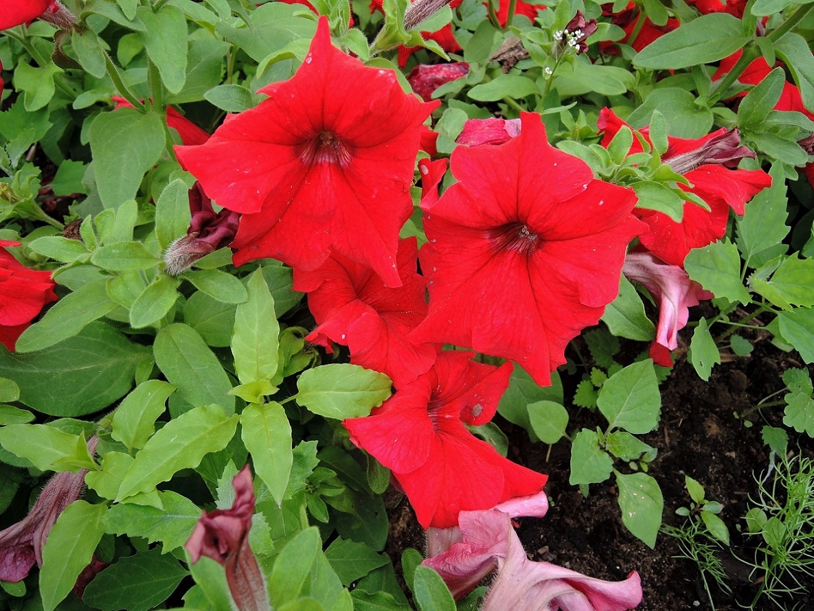 Image of Petunia &times; hybrida specimen.