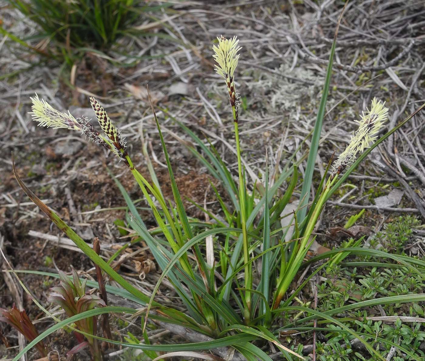 Image of Carex ericetorum specimen.