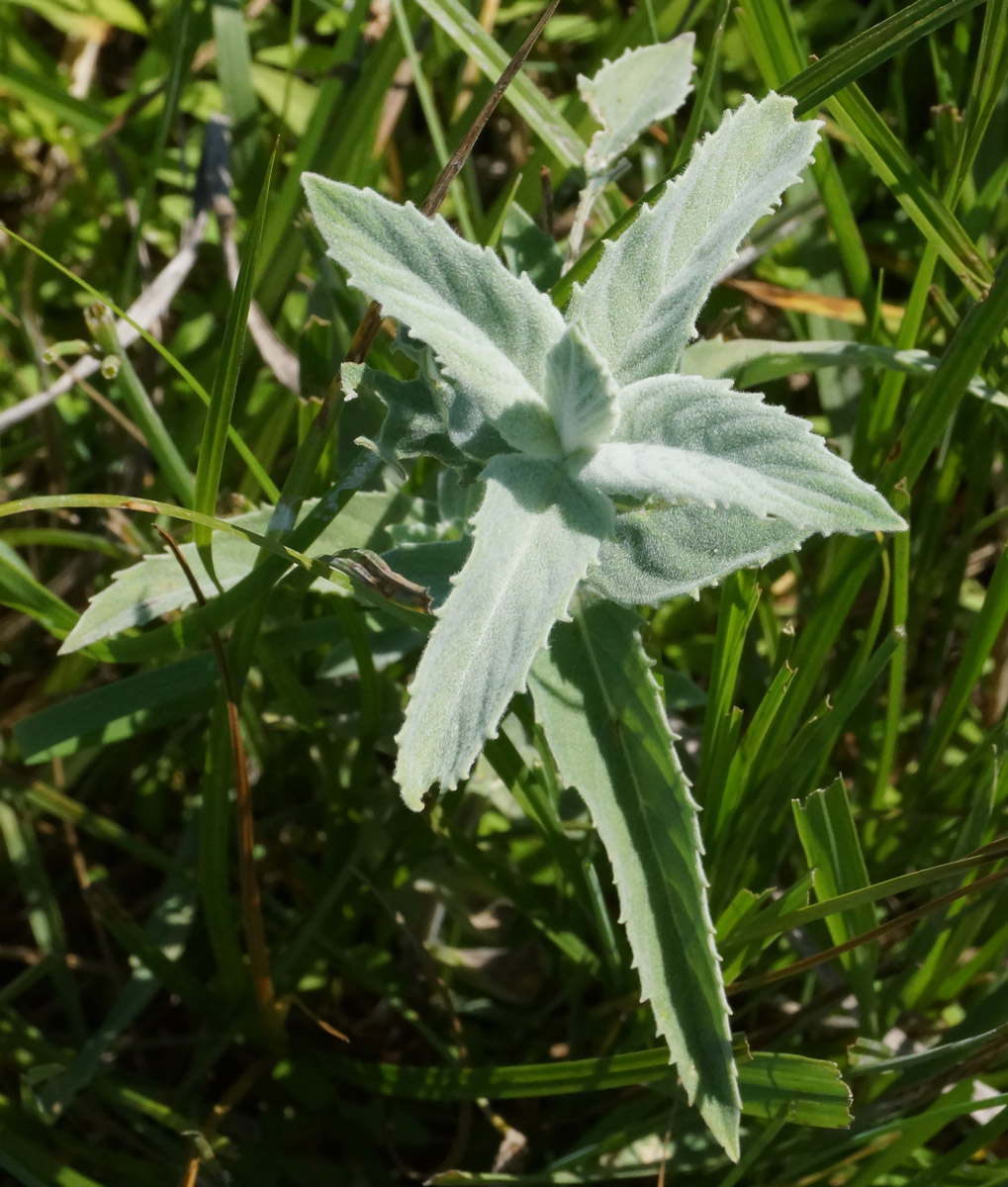 Image of Mentha asiatica specimen.