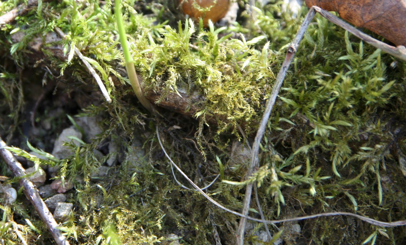 Image of Cirriphyllum piliferum specimen.