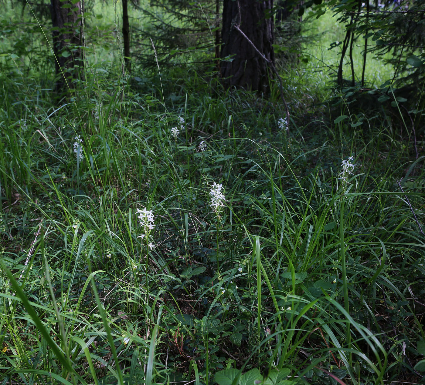 Image of Platanthera bifolia specimen.