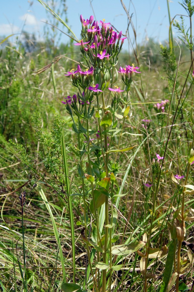 Изображение особи Centaurium erythraea.