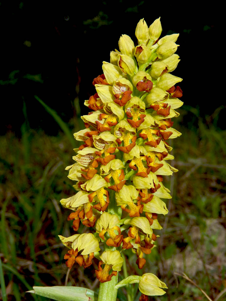 Image of Orchis punctulata specimen.