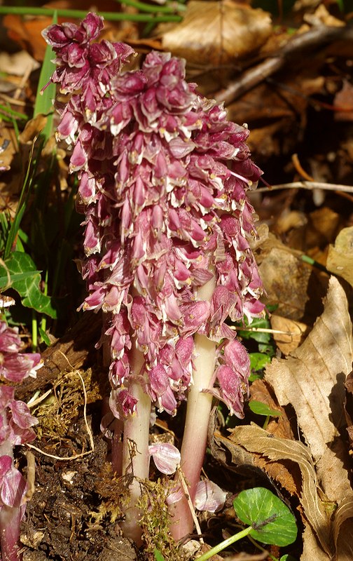 Image of Lathraea squamaria specimen.