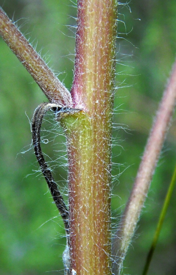 Image of Ambrosia artemisiifolia specimen.