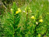 Oenothera rubricaulis