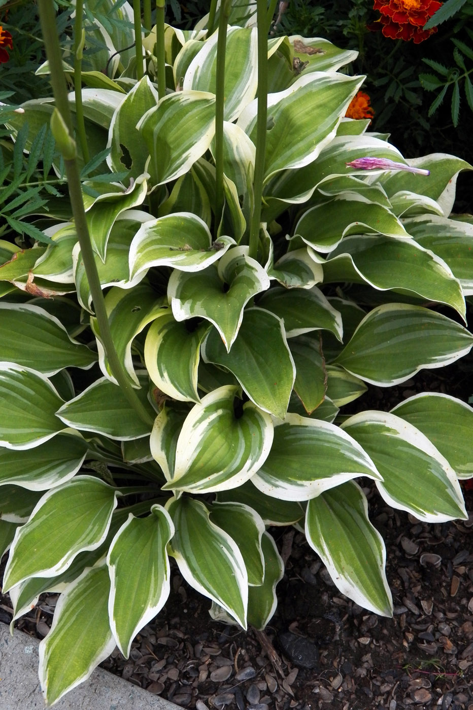 Image of Hosta albomarginata specimen.