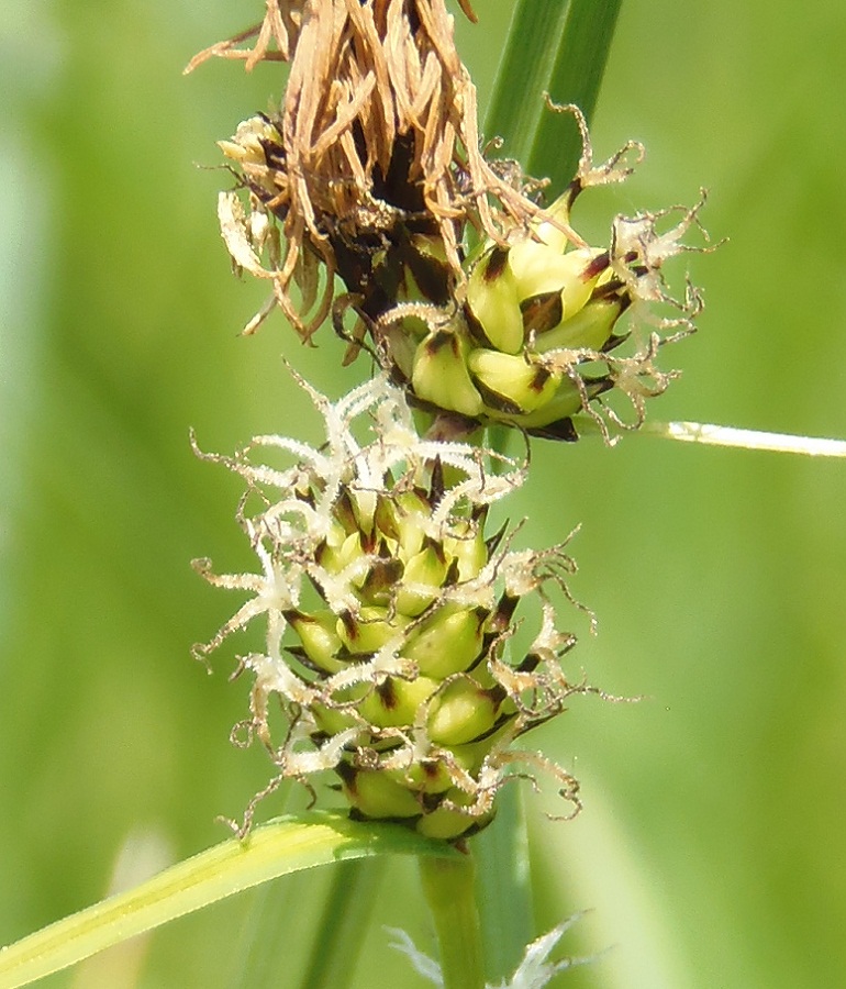 Image of Carex extensa specimen.