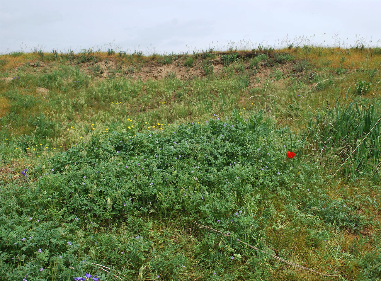 Image of Erodium ciconium specimen.