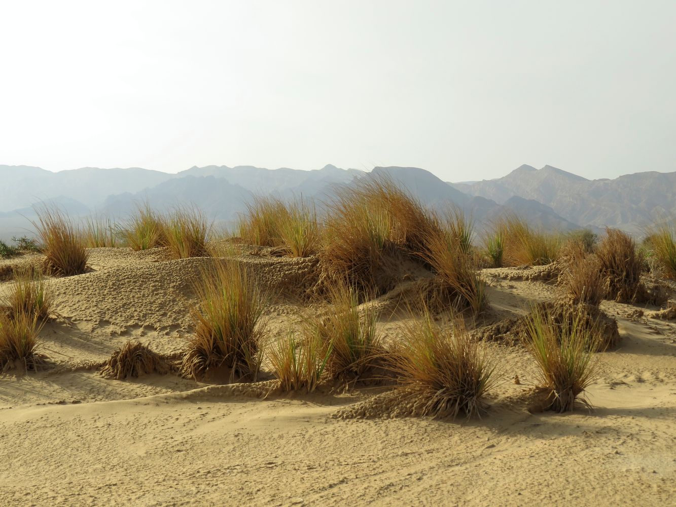 Image of Eragrostis bipinnata specimen.