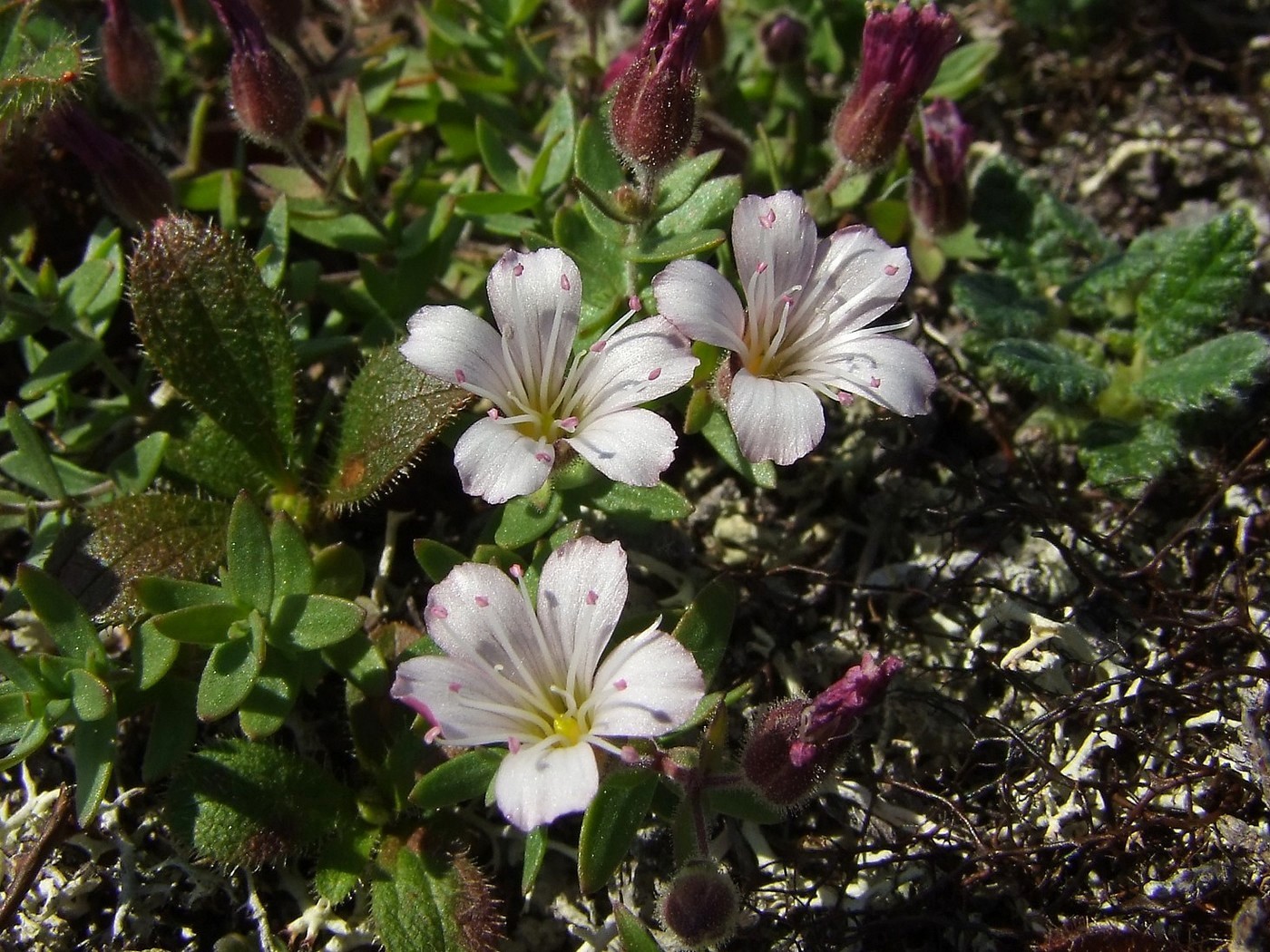 Image of Gypsophila violacea specimen.