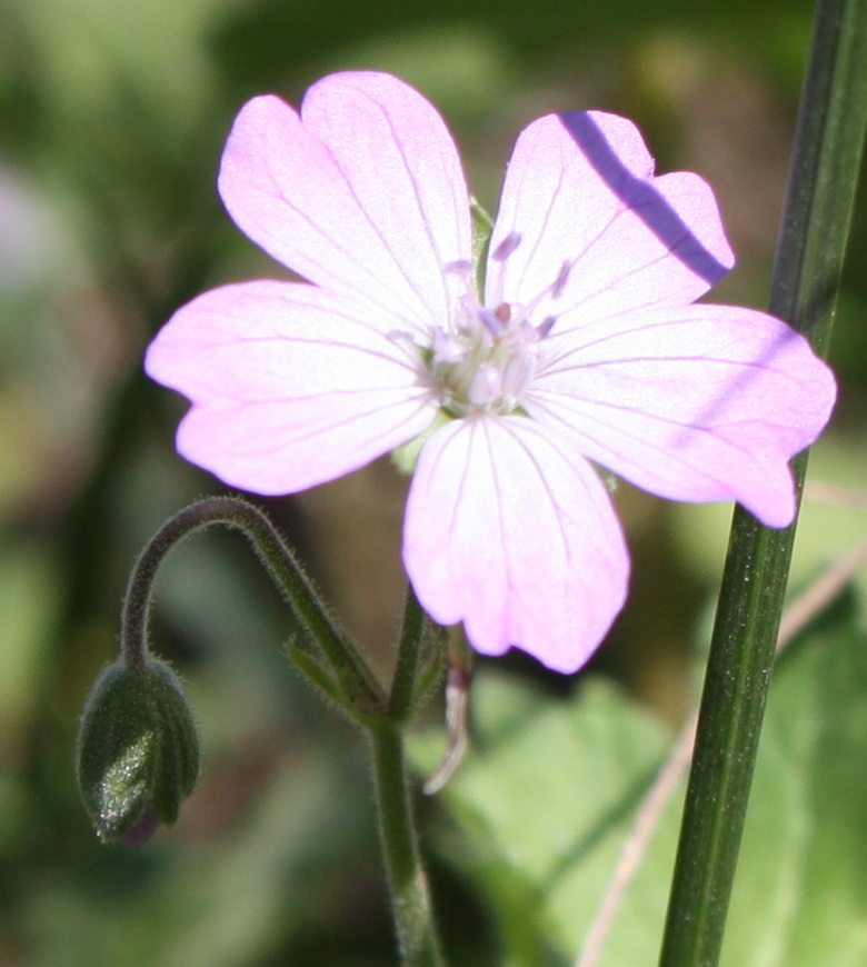 Image of Geranium pyrenaicum specimen.