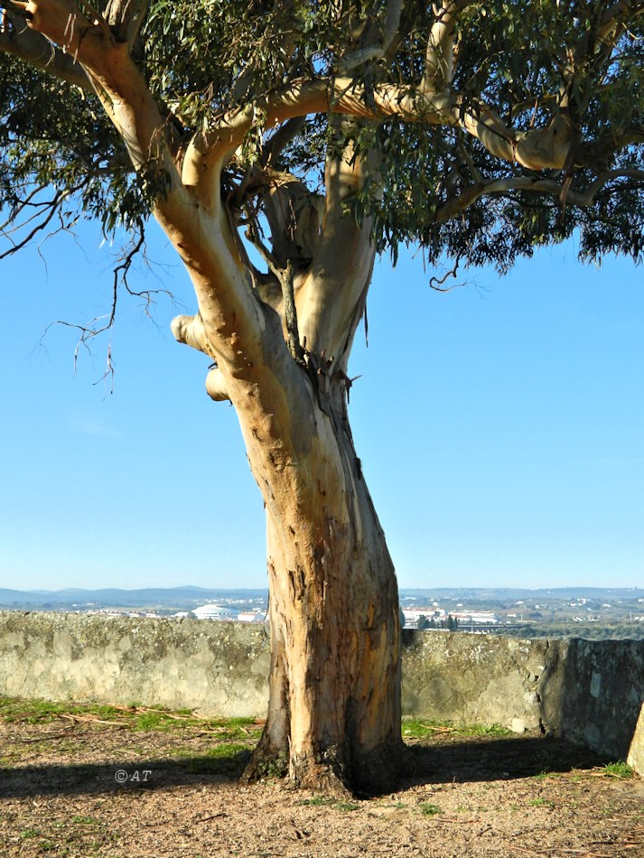 Изображение особи род Eucalyptus.
