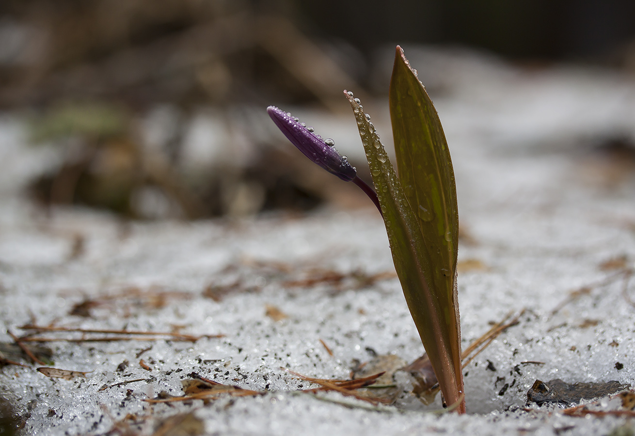 Image of Erythronium sibiricum specimen.