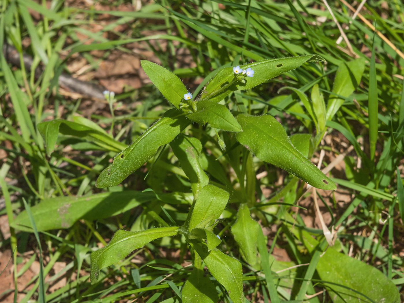 Image of Myosotis sparsiflora specimen.