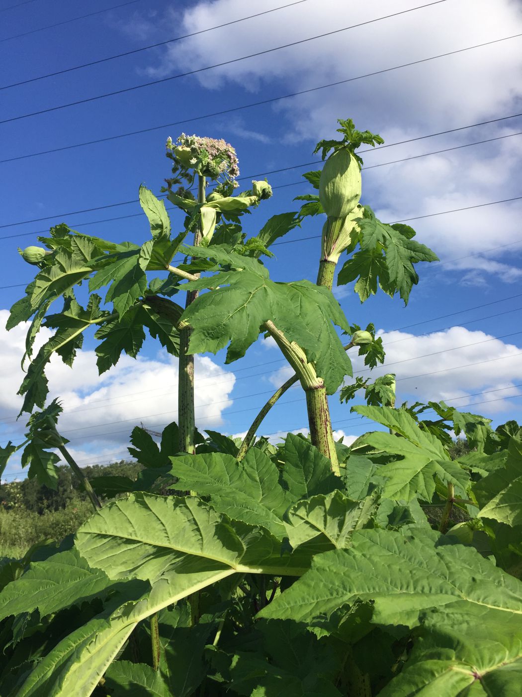 Image of Heracleum sosnowskyi specimen.