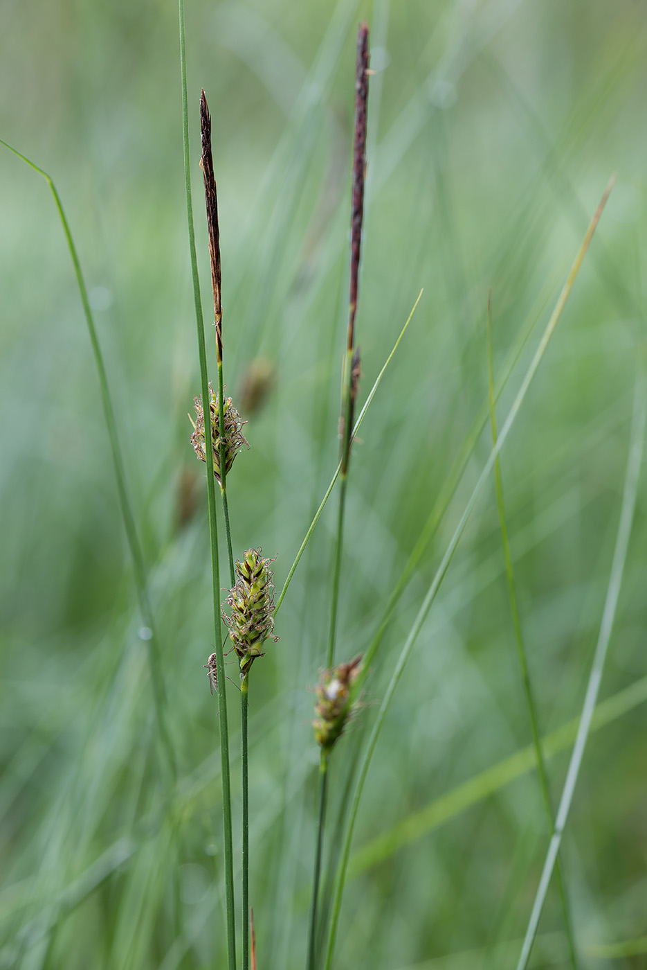 Изображение особи Carex lasiocarpa.