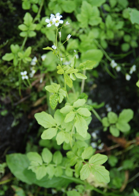 Изображение особи Cardamine amara.