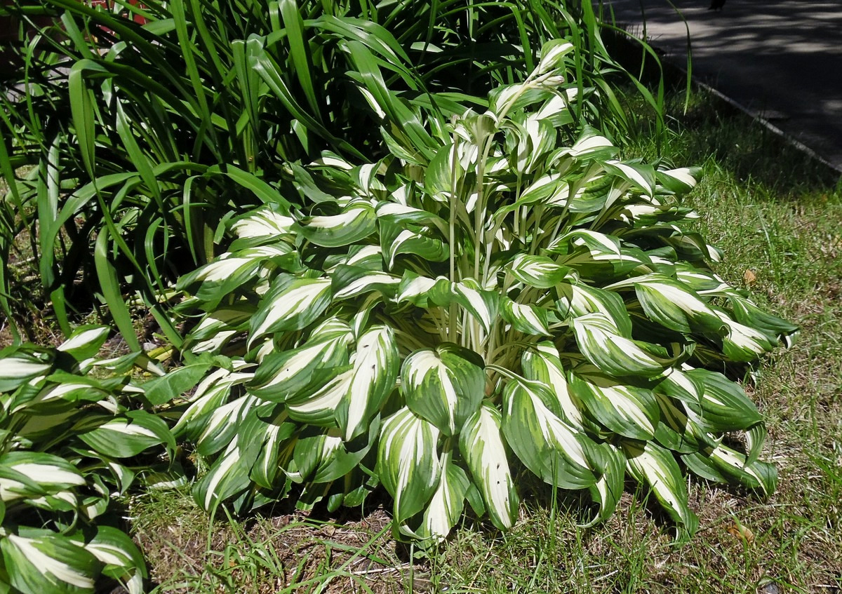 Изображение особи Hosta undulata.