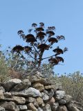 Ferula communis. Отмирающее плодоносящее растение. Греция, о-в Крит, ном Ханья (Νομός Χανίων), дим Киссамос (Κίσσαμος), травянистый склон. 20 июня 2017 г.