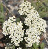 Achillea crithmifolia