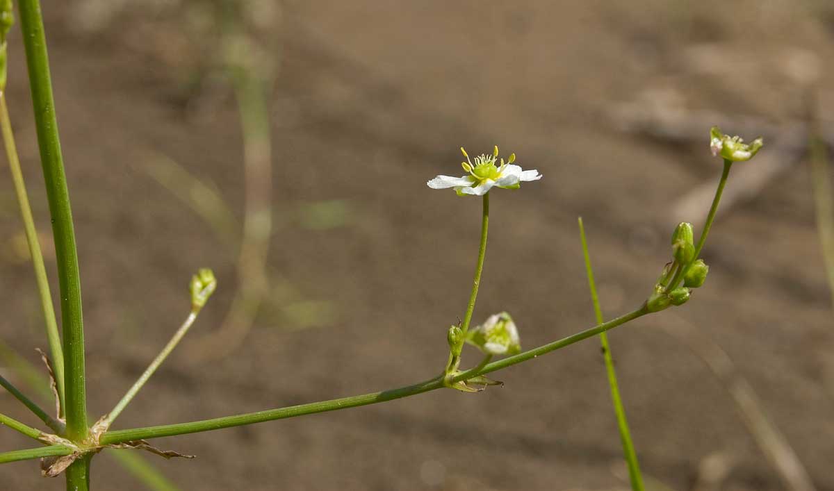 Image of Alisma plantago-aquatica specimen.