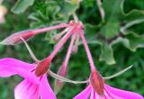 Pelargonium peltatum. Соцветие (вид сверху). Московская обл., г. Реутов, Городской парк, цветочный фонтан, в культуре. 29.06.2017.