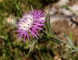 Centaurea jacea subspecies substituta. Соцветие. Украина, г. Запорожье, восточная окраина, долина р. Мокрая Московка, левый берег, луг. 05.08.2017.