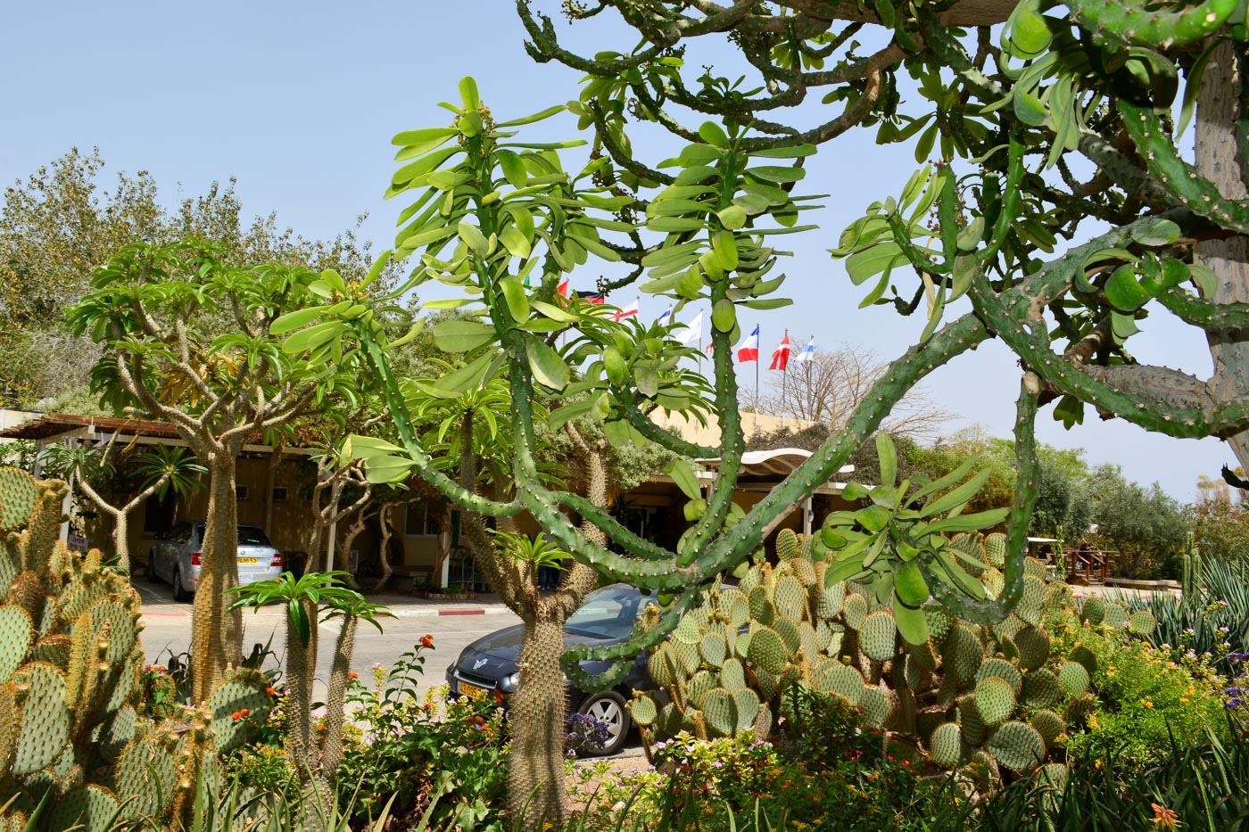 Image of Euphorbia neriifolia specimen.