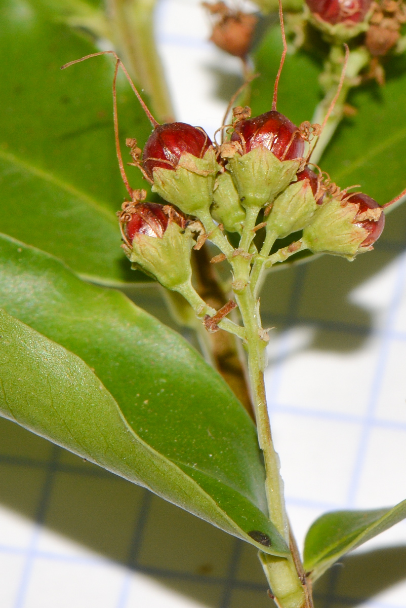 Image of Galpinia transvaalica specimen.