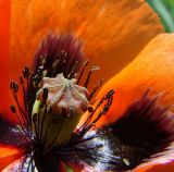 Papaver stevenianum