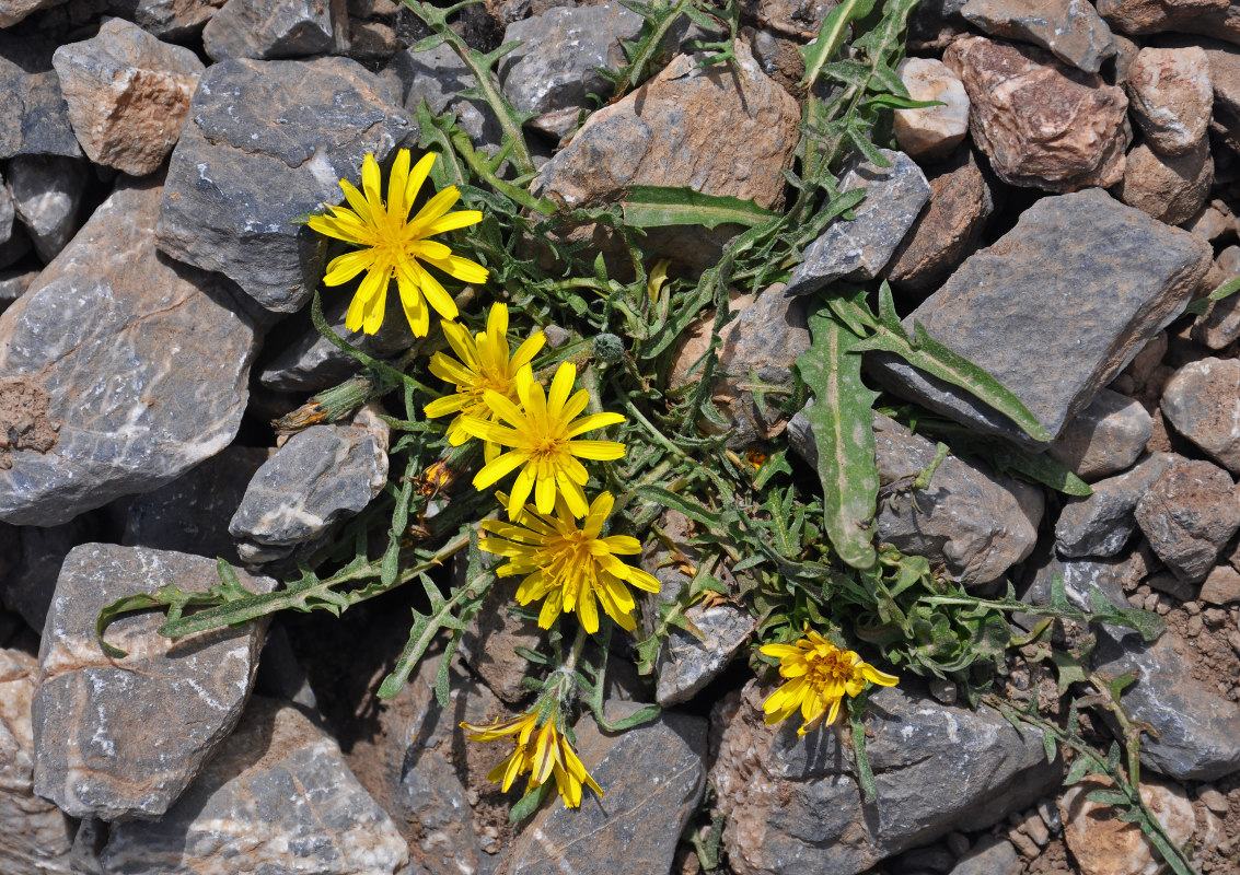 Изображение особи род Taraxacum.