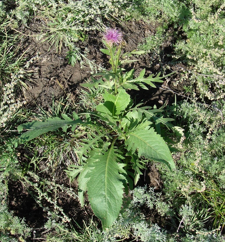 Image of Klasea centauroides specimen.