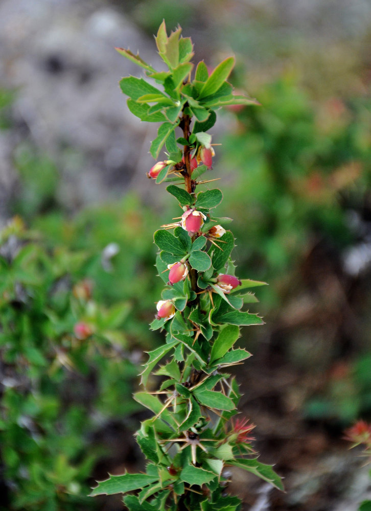 Изображение особи Berberis sibirica.