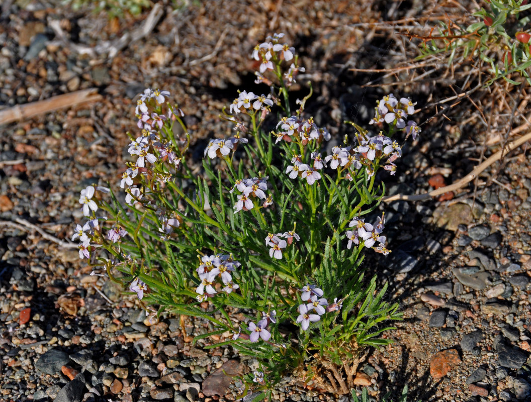 Image of Dontostemon senilis specimen.