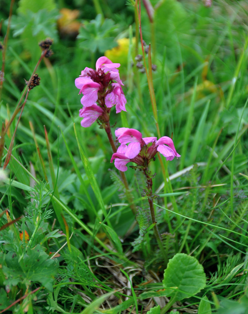 Image of Pedicularis nordmanniana specimen.