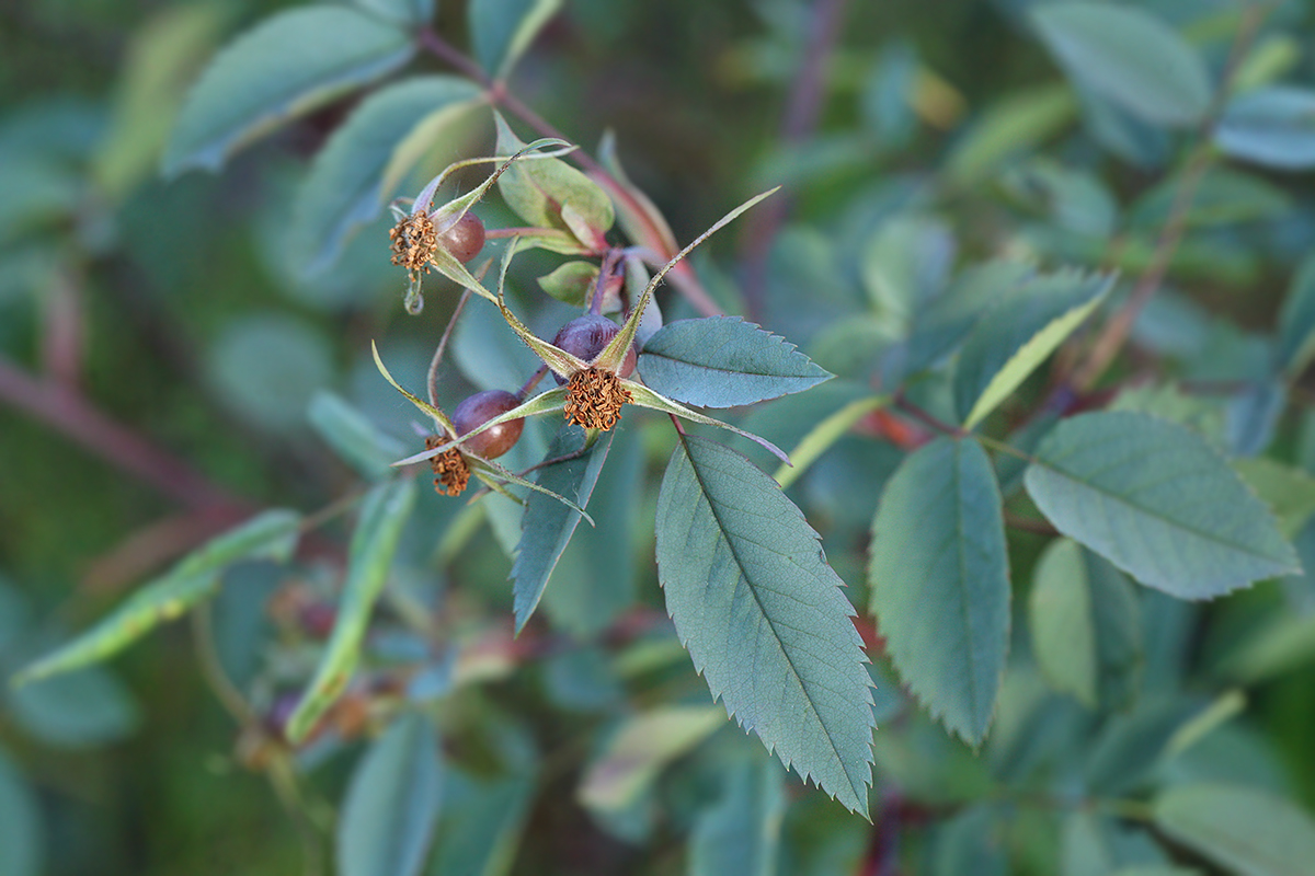 Image of Rosa glauca specimen.