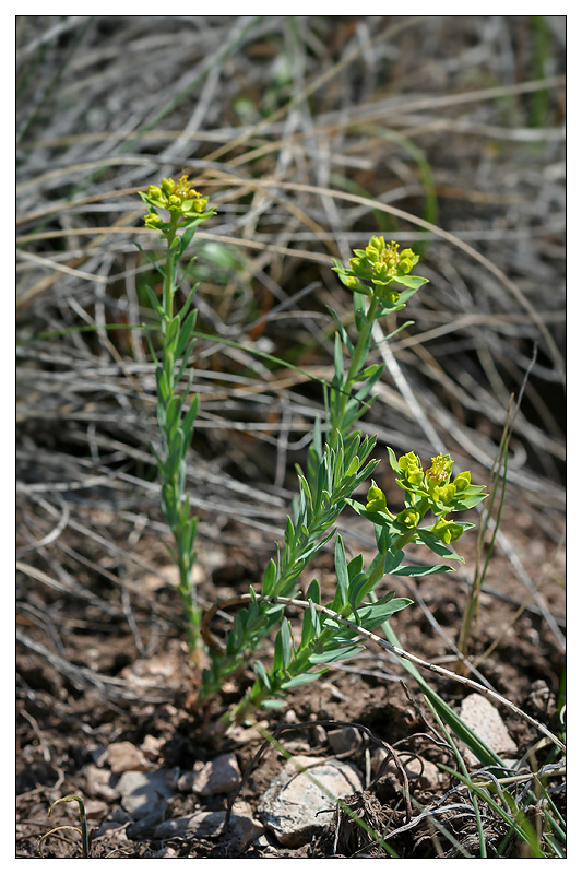 Image of Euphorbia seguieriana specimen.