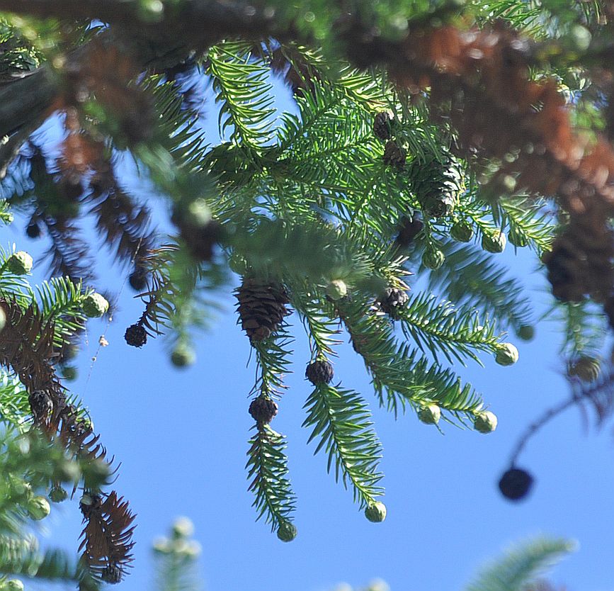 Image of Cunninghamia lanceolata specimen.