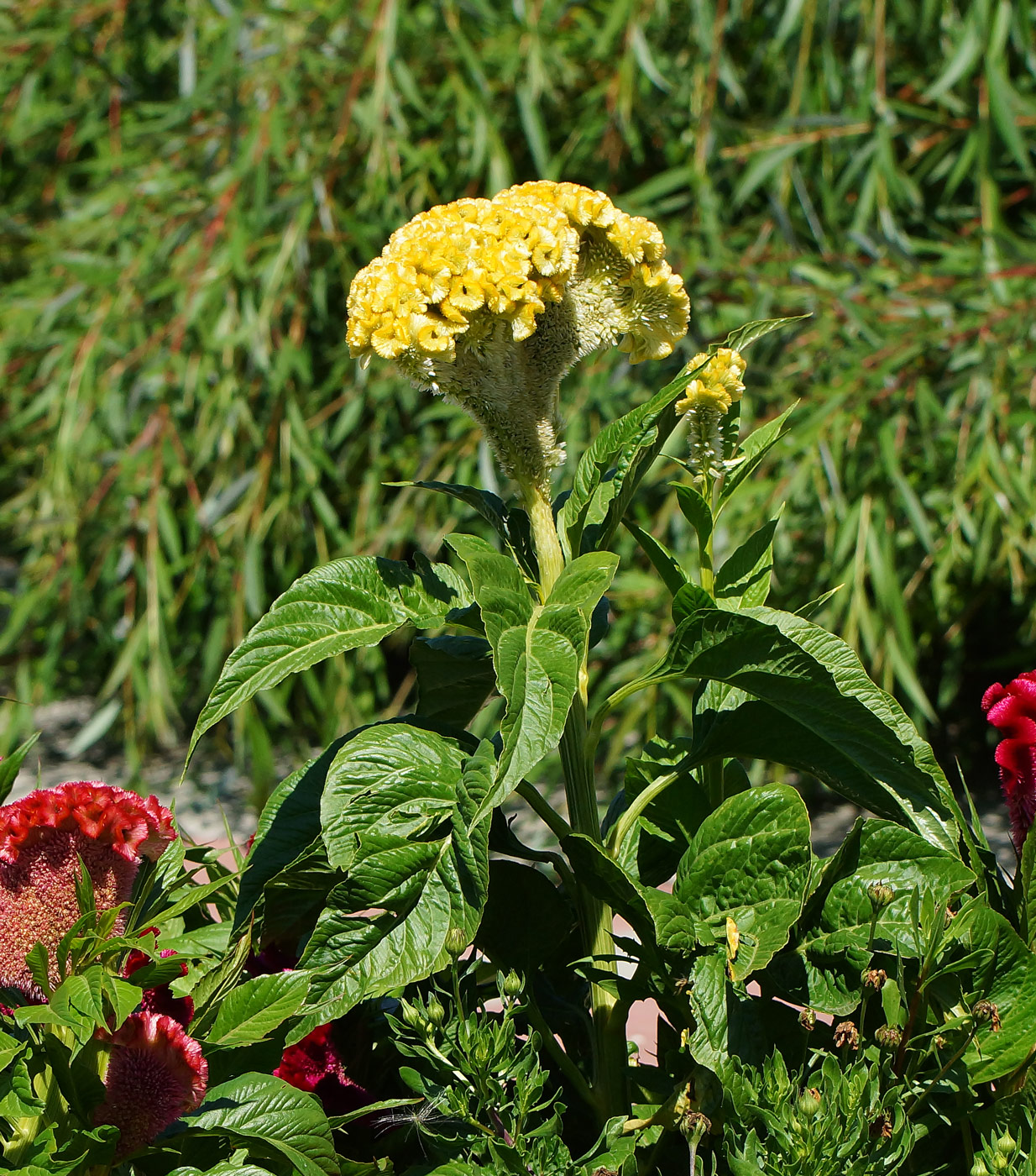 Image of Celosia cristata specimen.