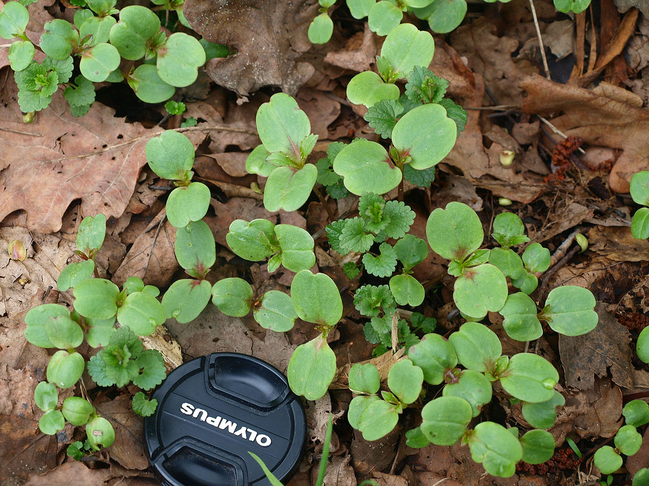 Image of Impatiens glandulifera specimen.