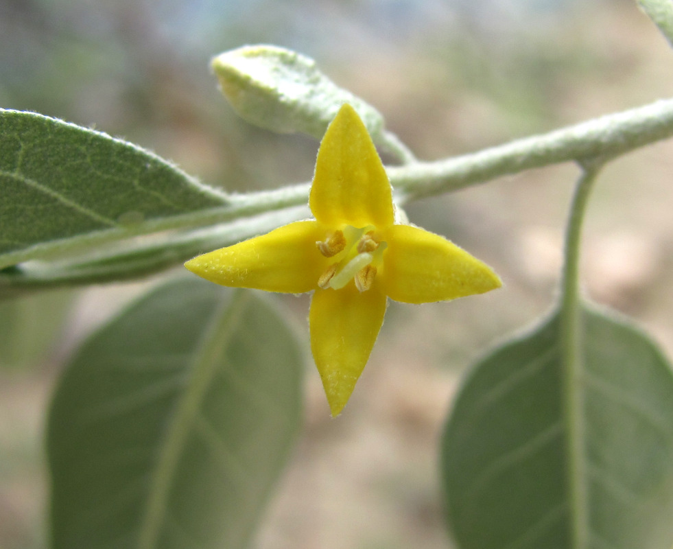 Image of Elaeagnus caspica specimen.