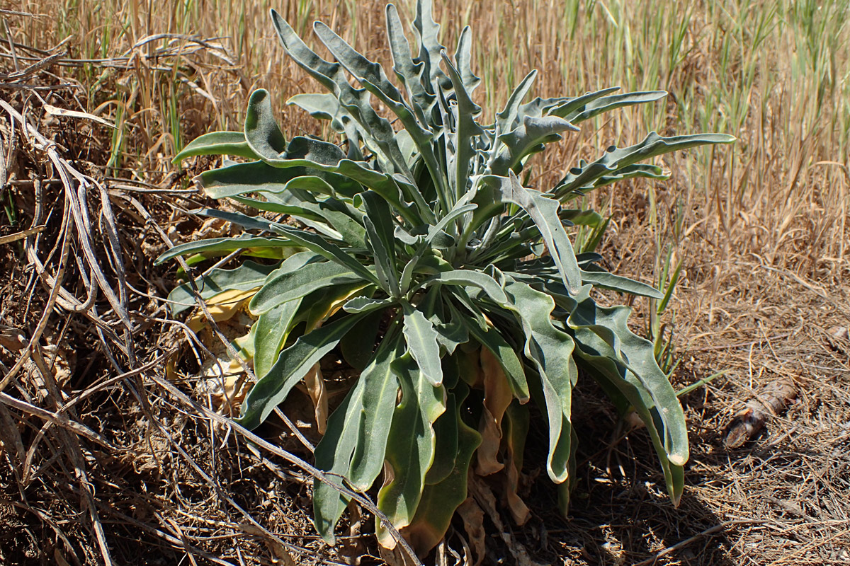 Image of Matthiola incana specimen.