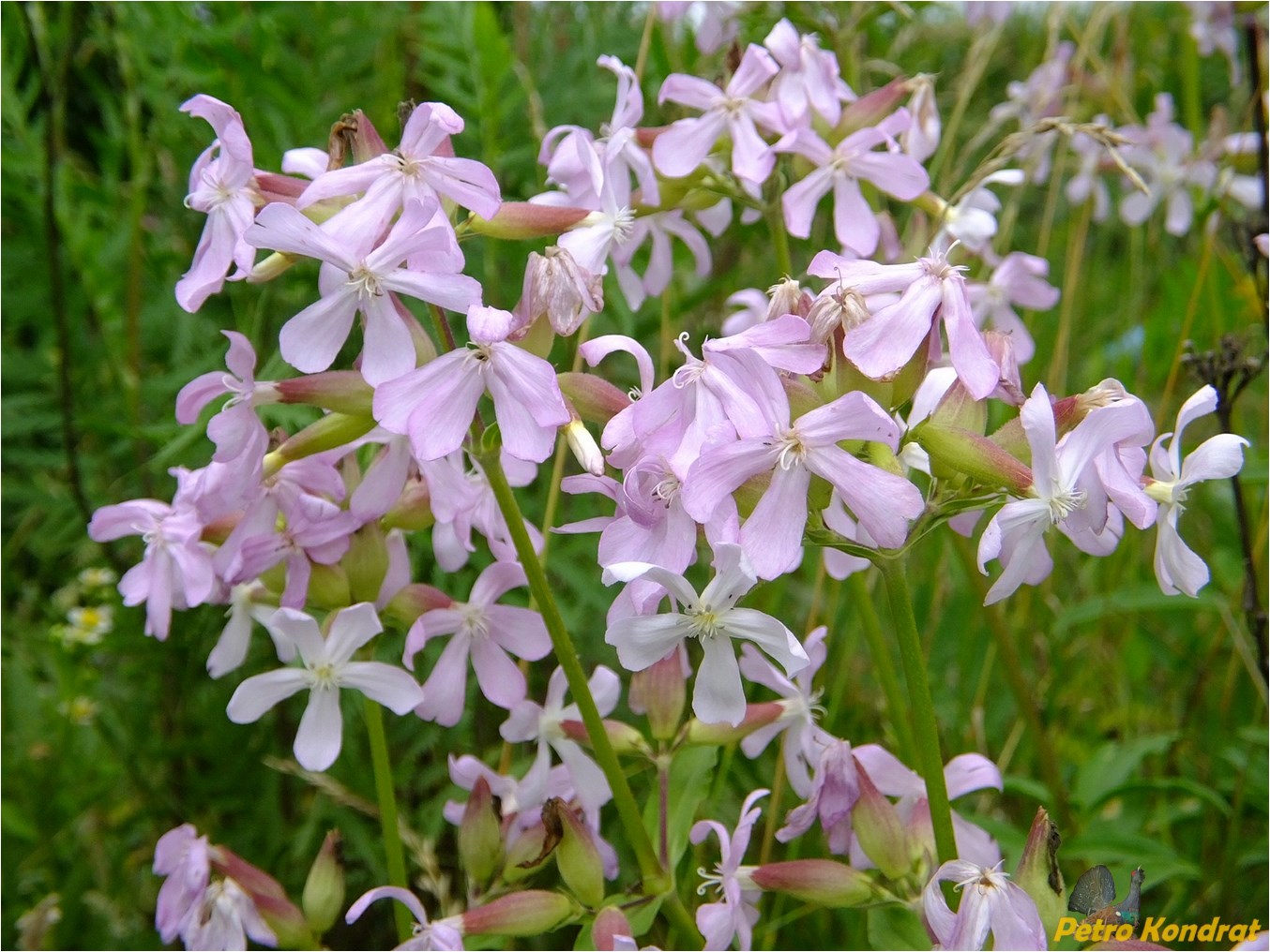 Image of Saponaria officinalis specimen.